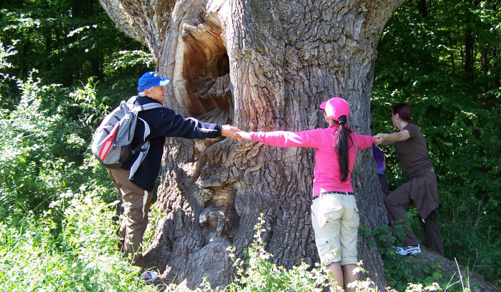 9. fotografia fotogalérie Turistika k ''Százéves Tölgyek''